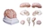Human anatomical brain model